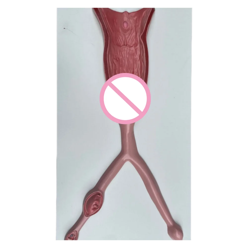 Animal Dog Uterus Anatomy Model for Medical Teaching