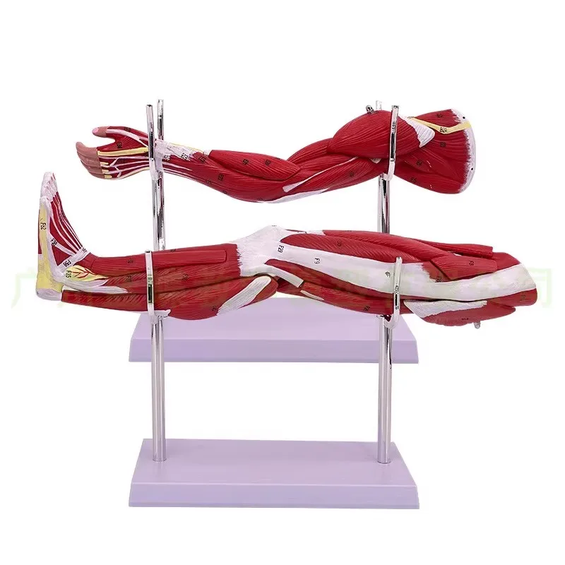 Model of Human Muscle Structure of Small Upper Limbs Lower Limbs Leg Muscles Blood Vessels and Nerves