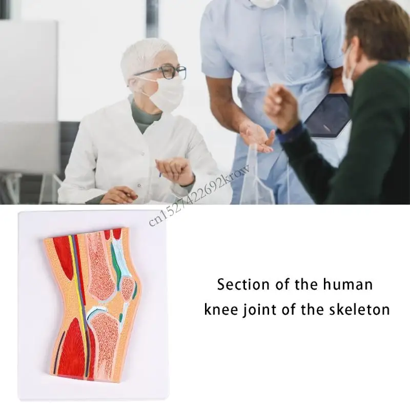 PVC Anatomical Wrist/Ankle Foot/Shoulder/Knee/Elbow Joint Model Removable Layer Design For Medicals Study R9CB