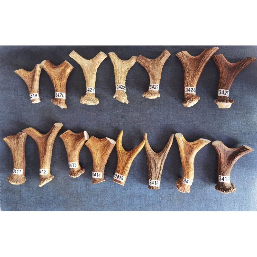 

Solid Deer Antler Material for Slingshots, with Root for Knife/Bow Handles, Fishing Net Handles; Deer Antler Carved Artisan Craf