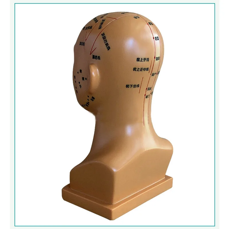 Head Acupoint Model Acupuncture And Moxibustion Lettering With Acupoints Whole Face Head Massage Chart Meridians Model