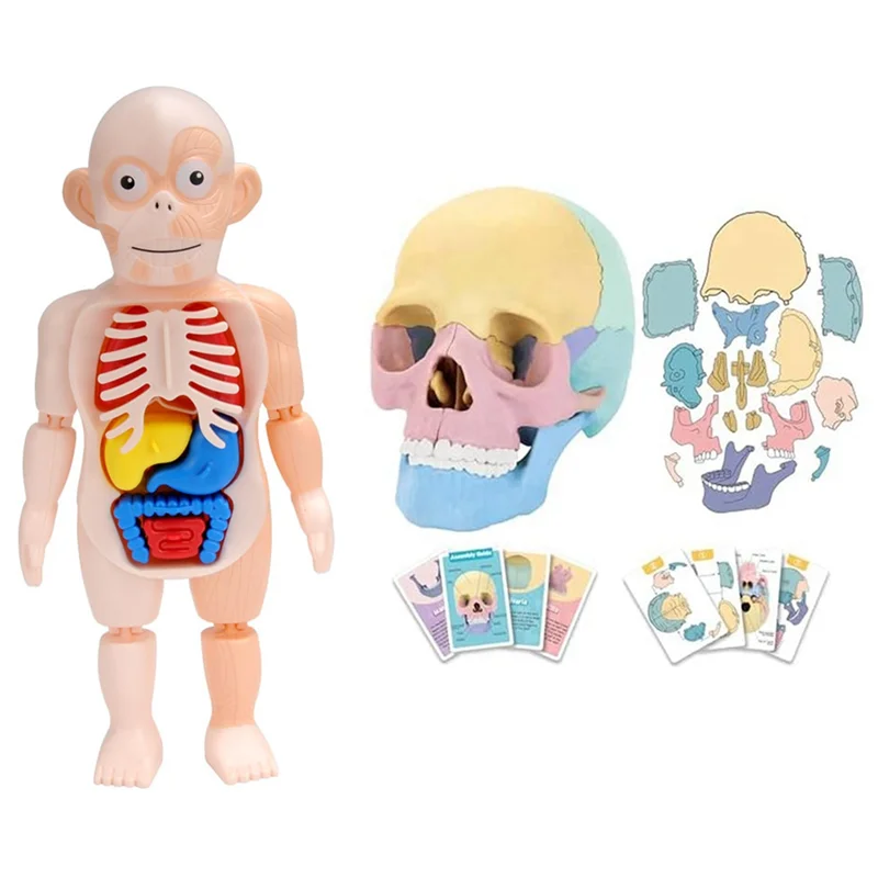 解剖学頭蓋骨モデル、人体解剖学頭蓋骨パズル、取り外し可能なミニ人間の頭蓋骨モデル、人間の臓器モデル