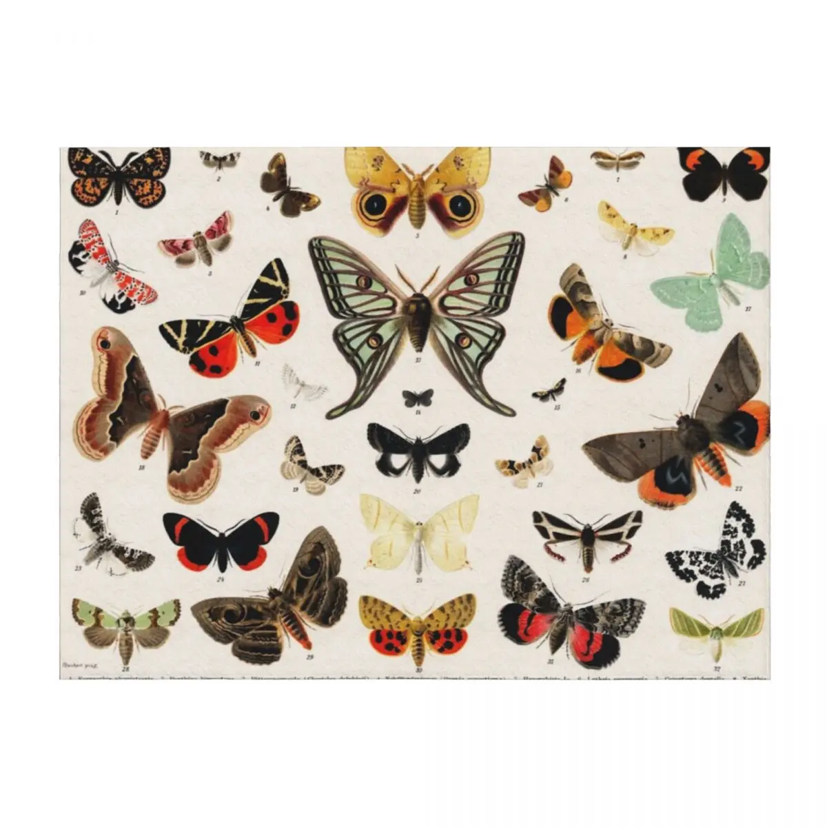 

Antique Butterfly and Moth Lithograph Throw Blanket Summer Beddings Hair Summer Thermals For Travel Blankets