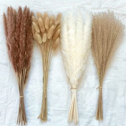 100 sztuk/partia krem Pampas trawy puszyste pokój Phragmites dekoracji naturalne Bunny Tail trawa suszone kwiaty bukiet Boho Home Decor