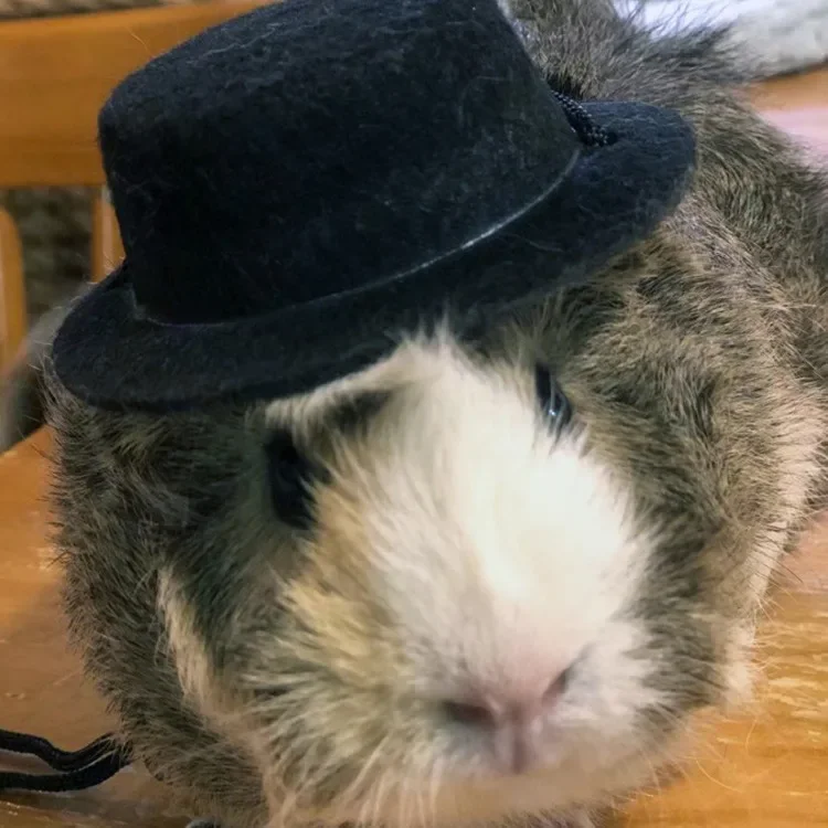 Guinea Pig Hat and Bowtie Hamster Costume Outfit Rats Chinchilla Cool Pet Rabbit Cap Hat Small Pet Items Accessories ハムスター