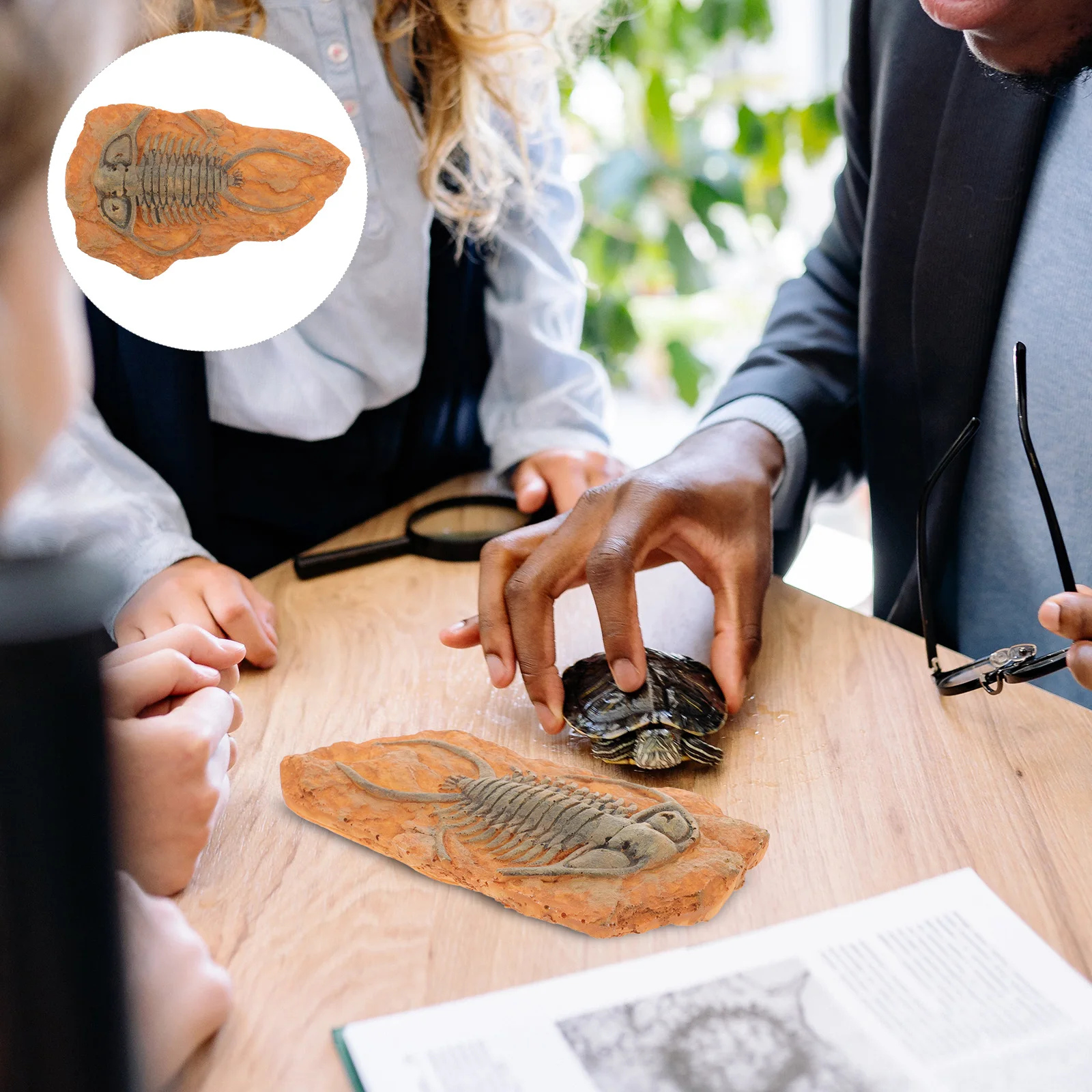 

Paleontological Insect Ornament Decorative Specimen Collection for Science Teaching Insect Decor Paleontological Specimen