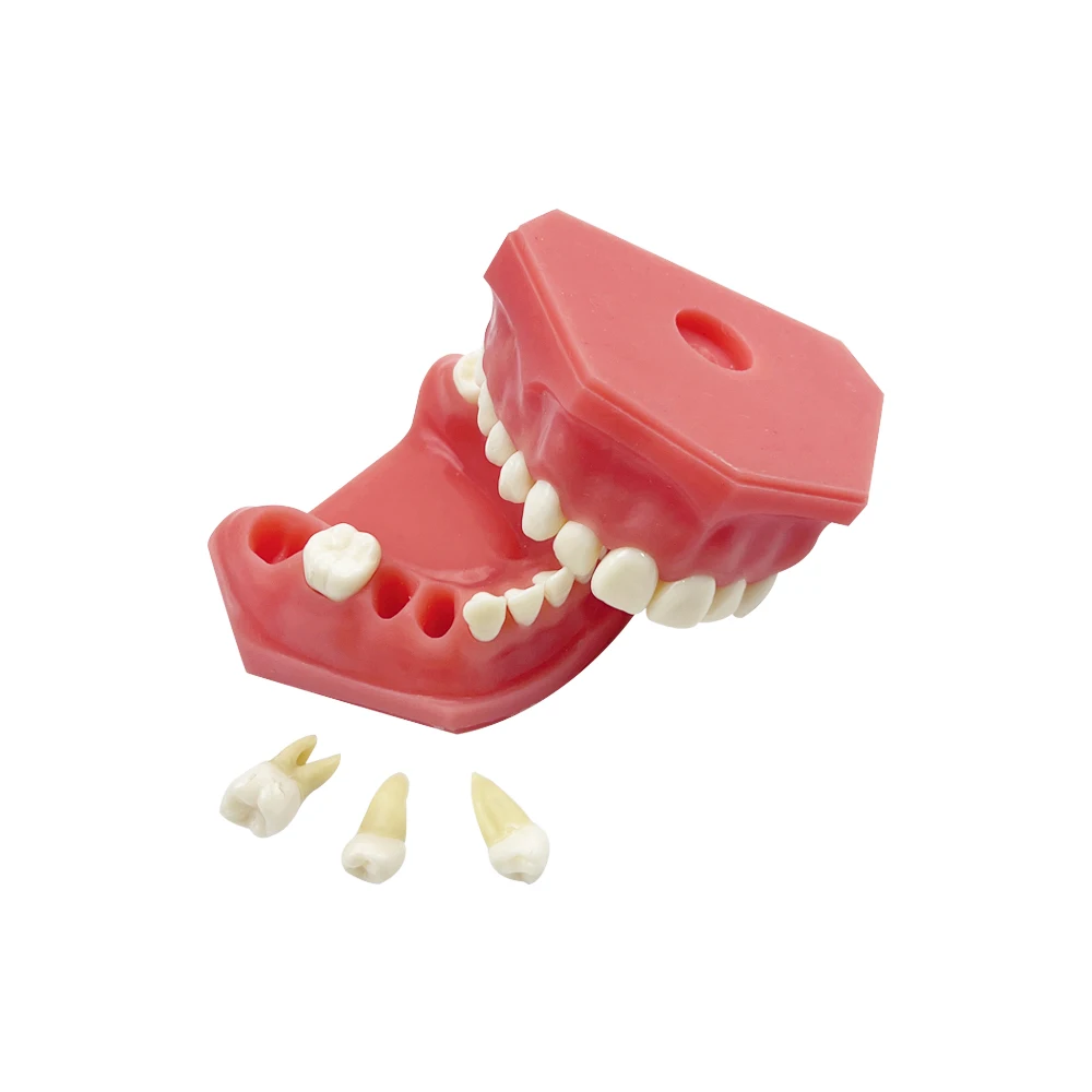 Thumbnail 2 - #34 Dental Teaching Models List of Top Picks