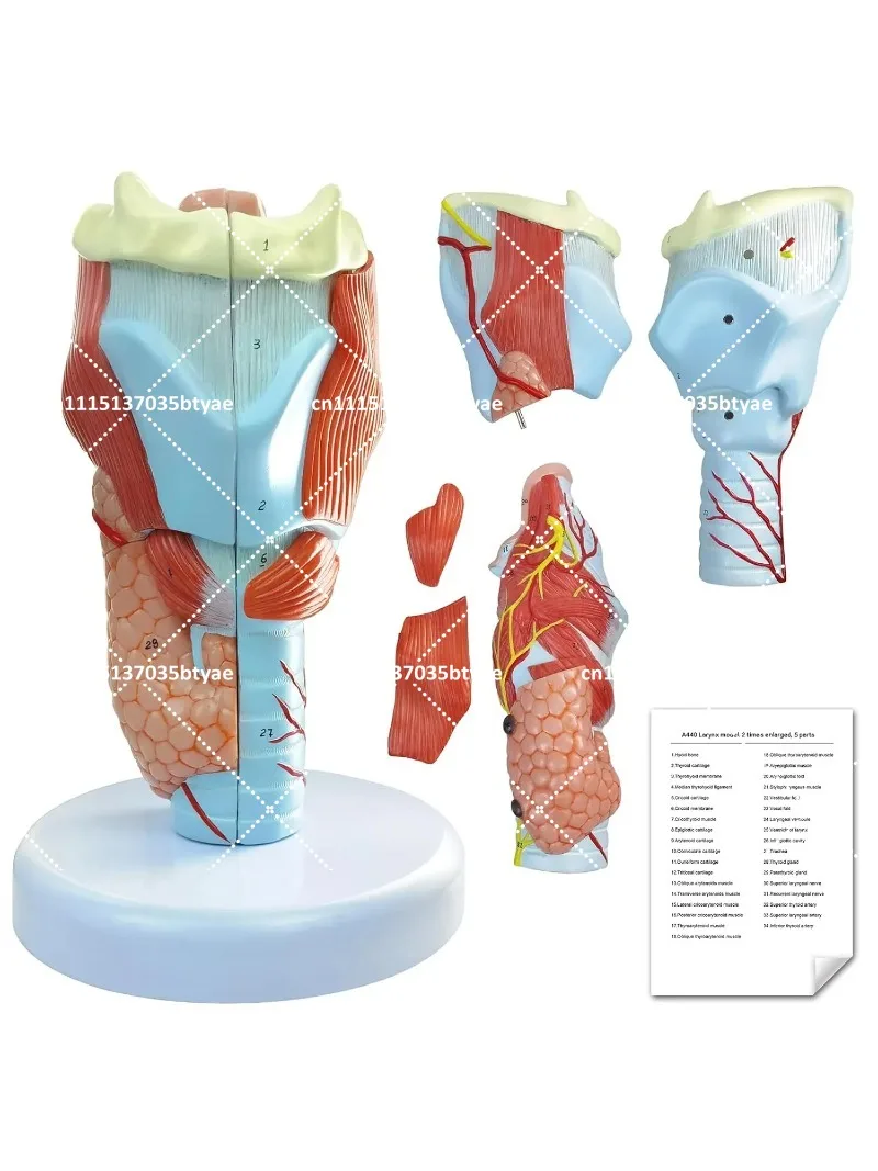 2X Enlarged Human Throat Model Anatomically Accurate Throat Model Human Throat Anatomy for Science Study Display Model