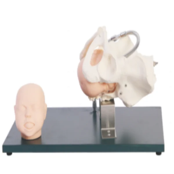 Pelvis Model with Fetal Head Nursing Teaching and Demonstration Simulator