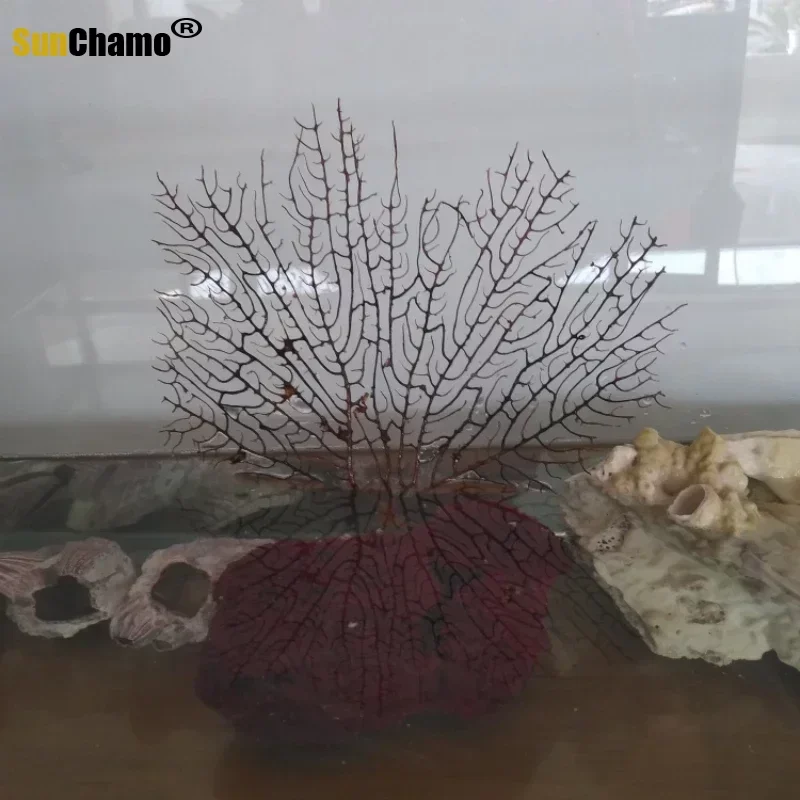 New 12 pcs/lot About 10CM Black Sea Fan Fish Tank Aquarium Decoration Coral Tree Branch Ornament Natural Handicraft Conch Shell