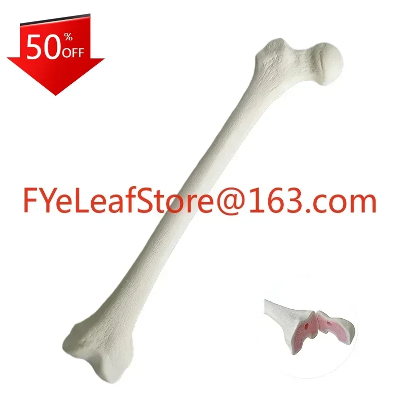 Hot salesof Femur Sawbones Pseudobone Workshop Preoperative Practical Training Exercise Human thigh-bone skeleton.Simulated Bone