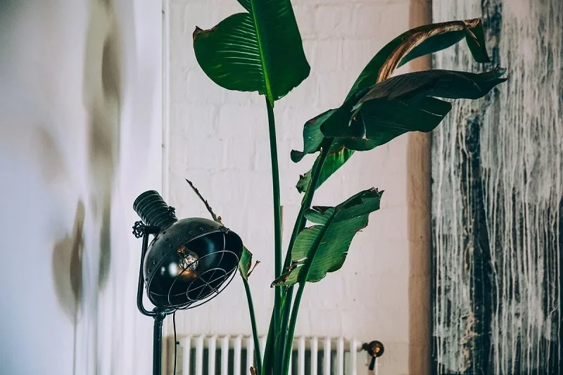 A large, healthy plant with broad leaves sits beside a black, industrial-style desk lamp against a white brick wall.