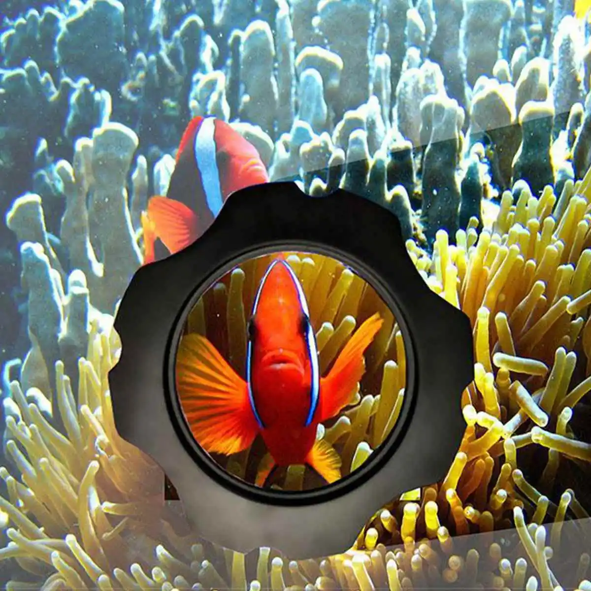 Imagem -03 - Visualizador Magnético para Aquário Fish Tank Glass Ferramentas de Limpeza Marine Reef Coral Lupa em 1