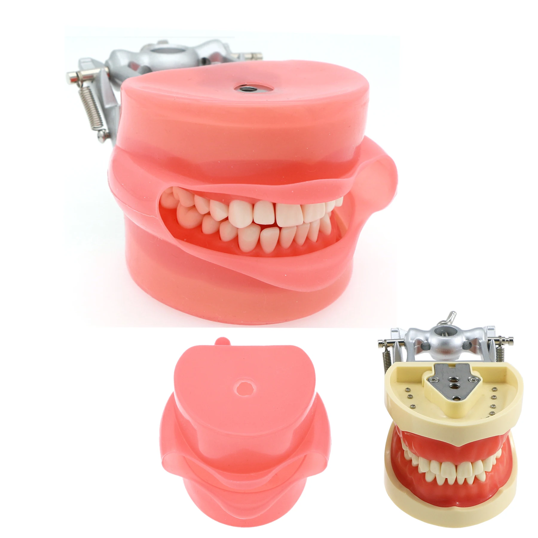 Dental  Model Typodont 32Pcs Removable Teeth and Simulation Cheek Compatible With Kilgore Nissin 200 for Dentist Teaching Demo