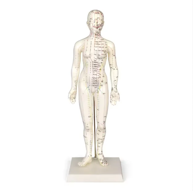 Human anatomy model Human acupoints Female medical silicone model 48cm