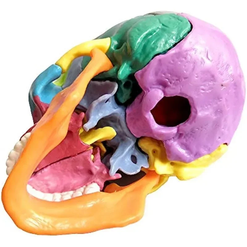 1/2 حجم الحياة 15 أجزاء تشريح الإنسان الملونة تجميعها جمجمة رأس الطبية التشريحية نموذج طبي لعبة الهيكل العظمي #5