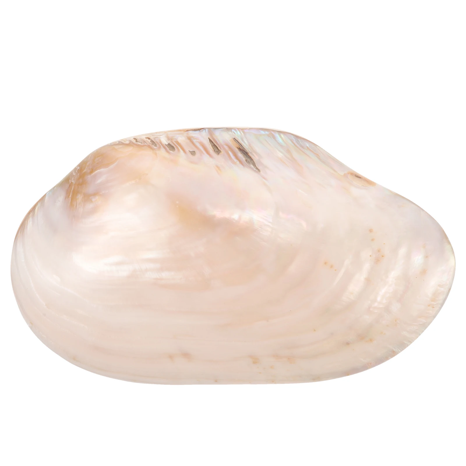 

Large Shell Ornament Natural Clam Shell Decor For Aquarium Fish Tank Landscape Craft Desktop Adorn