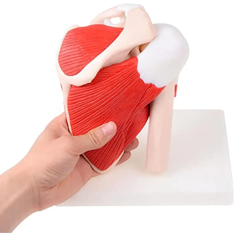 1:1 Human Skeleton Shoulder Scapula Clavicle Muscle Model Joint Functional Ligament Medical Teaching Aid