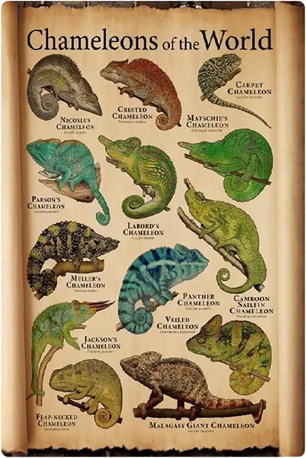 Starotore Chameleons Of The World Metal Signs Wall Decor Types Of Chameleon Retro Posters Educational Knowledge For Children Pla