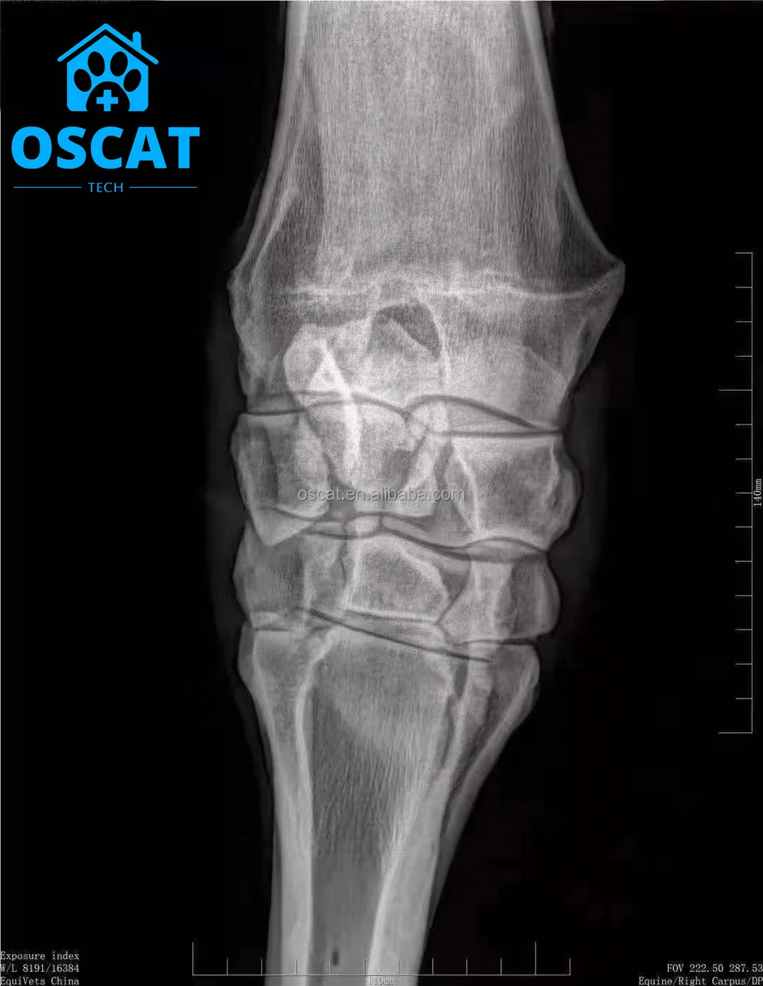 OSCAT Veterinary Equipment X-ray Machine Equipment for Veterinary Use Veterinary X-ray Machine