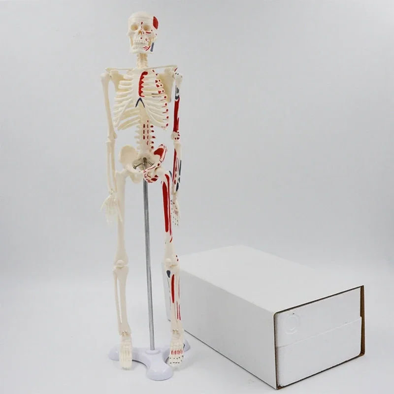 

Medical Mini Human Skeleton Model for Anatomy 17.72'' Full Body Human Skeleton Model with Movable Arms and Legs Base