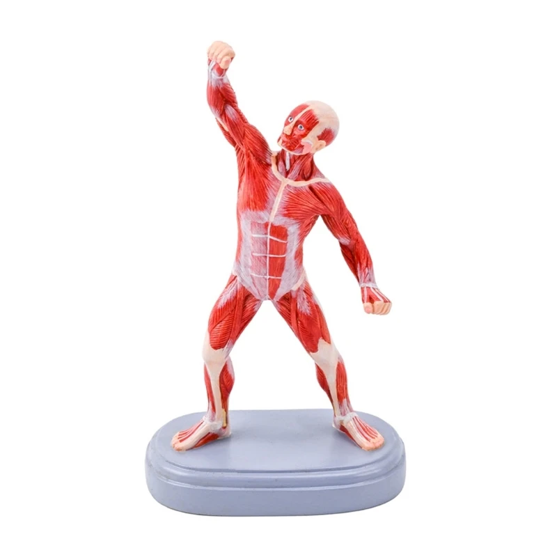 Full Body Anatomy Teaching Model for Study Reference and Display Observation 