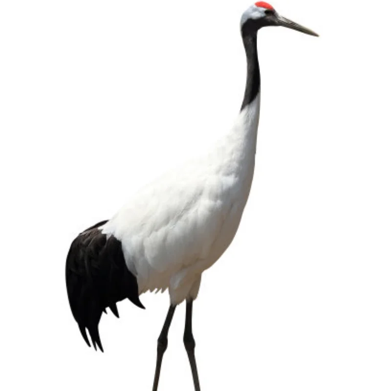 

12mm Brake Disc Metal Decorative Part for MN 1/12 MN128 MN86 MN86S G500 RC Car Metal Upgrade OP Accessories Parts