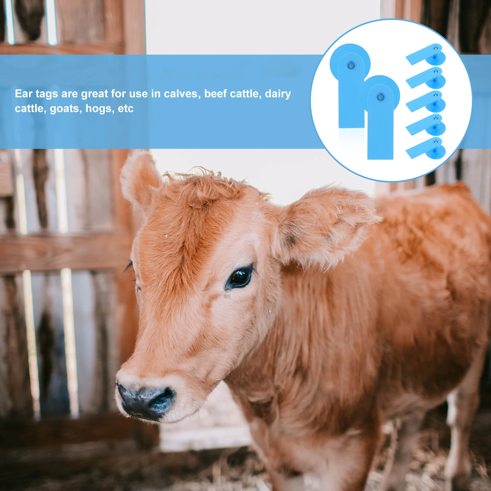 

100pcs Sheep Ear Tags Sky-blue Blank Cattle Ear Tag Plastic Livestock Identification Animal ID Tag for Goats Calves Farm