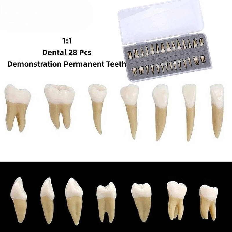 Dentals 28Pcs 1:1 Simulation Resins Teeth Model for Education Teaching Study Demonstration