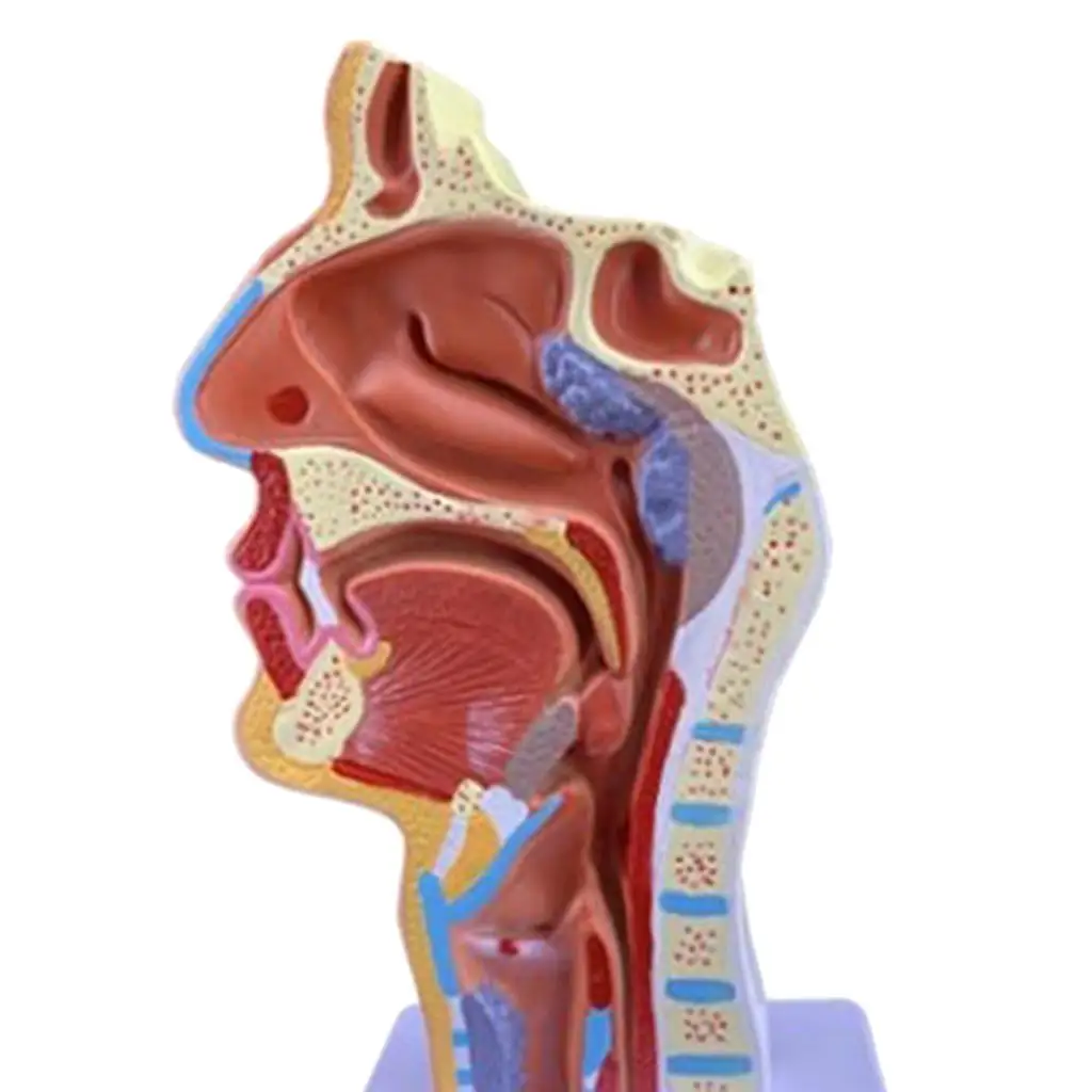 Sezione sagitale della testa con tubo modello di nervo del sangue attaccato/modello vascolare e neuronale interno della bocca naso gola