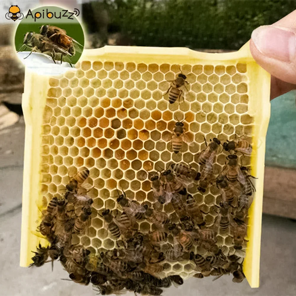 EPS Mini Mating Nuc - Polystyrene Nuc box, Apiculture bee keeping, Bees Tools,Honey Bee Nucs - Nucleus Bee Hive - view 6