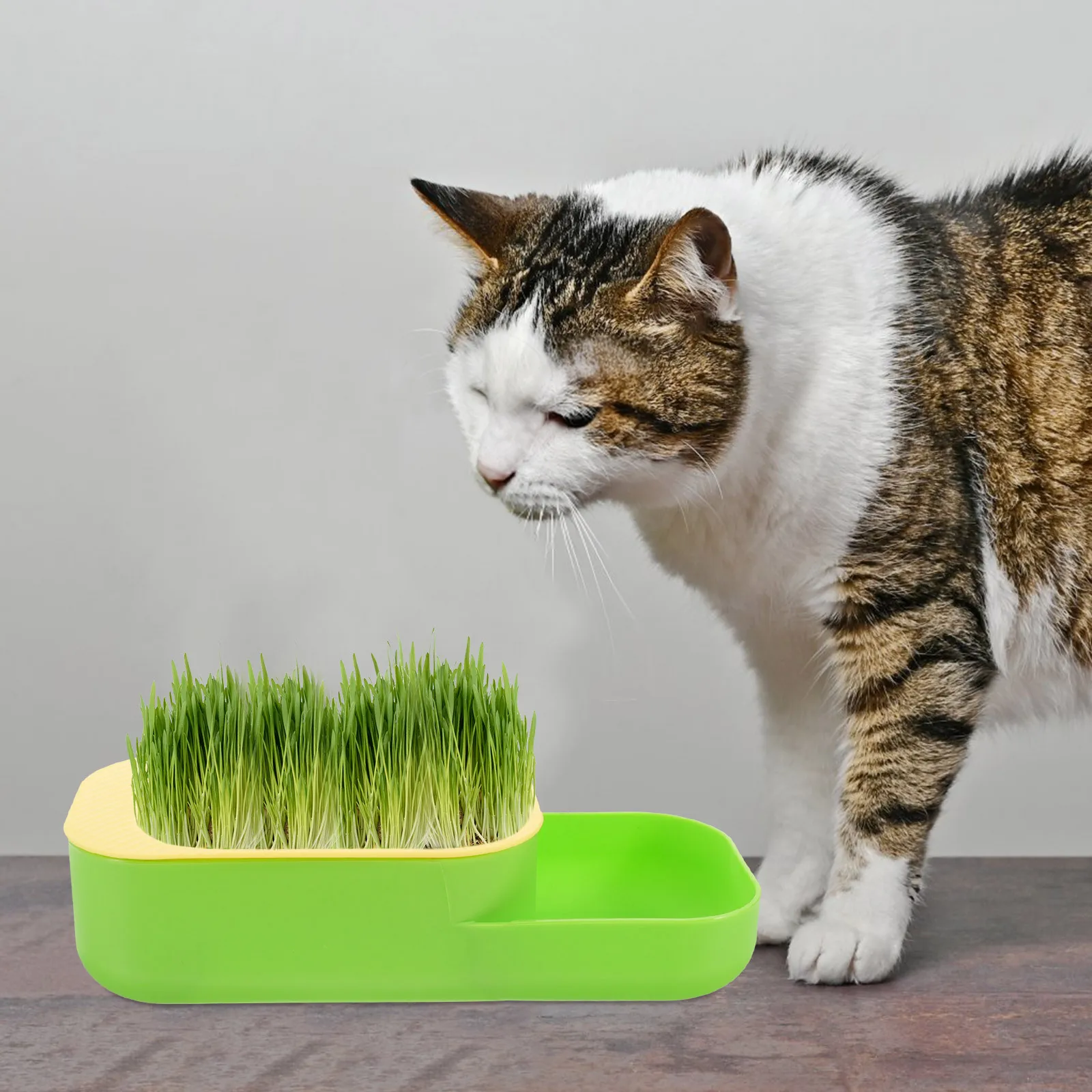 

Cat Grass Hydroponic Planter with Double Layer Design for Indoor Use Soilless Cat Plant Box Easy to
