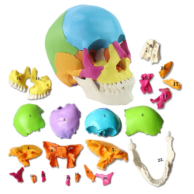 Disassembled Adult Osteopathic  Anatomical Skull Model 22 Part 1:1 Life Size Didactic Colored Dental Power Human Medical