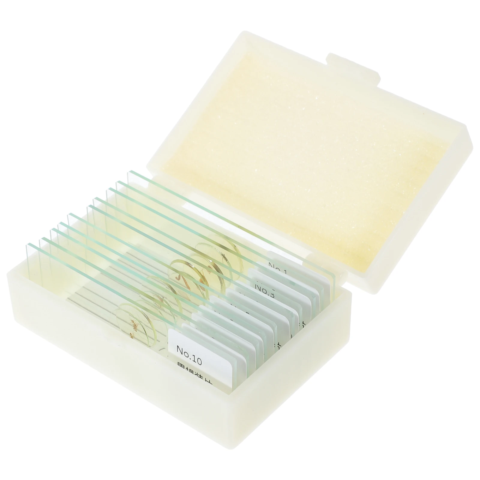 10 pçs inseto espécime slides microscópio para crianças biologia educacional ciências sala de aula ferramentas preparadas seguro portátil leve