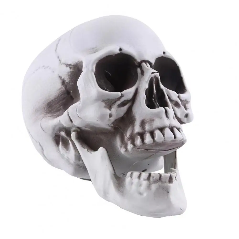 

Realistic Skull Prop Funny Halloween Skull Realistic Life Size Skull Model for Halloween Decor Outdoor Graveyard Skeleton Head