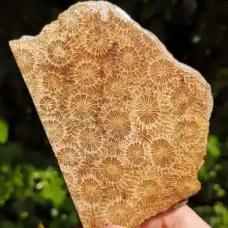 1pc Coral Slab Suitable for Jewelry Making, Bohemian Freeform with Irregular Slice Shape & Unique Patterns,Freeform for Pendants