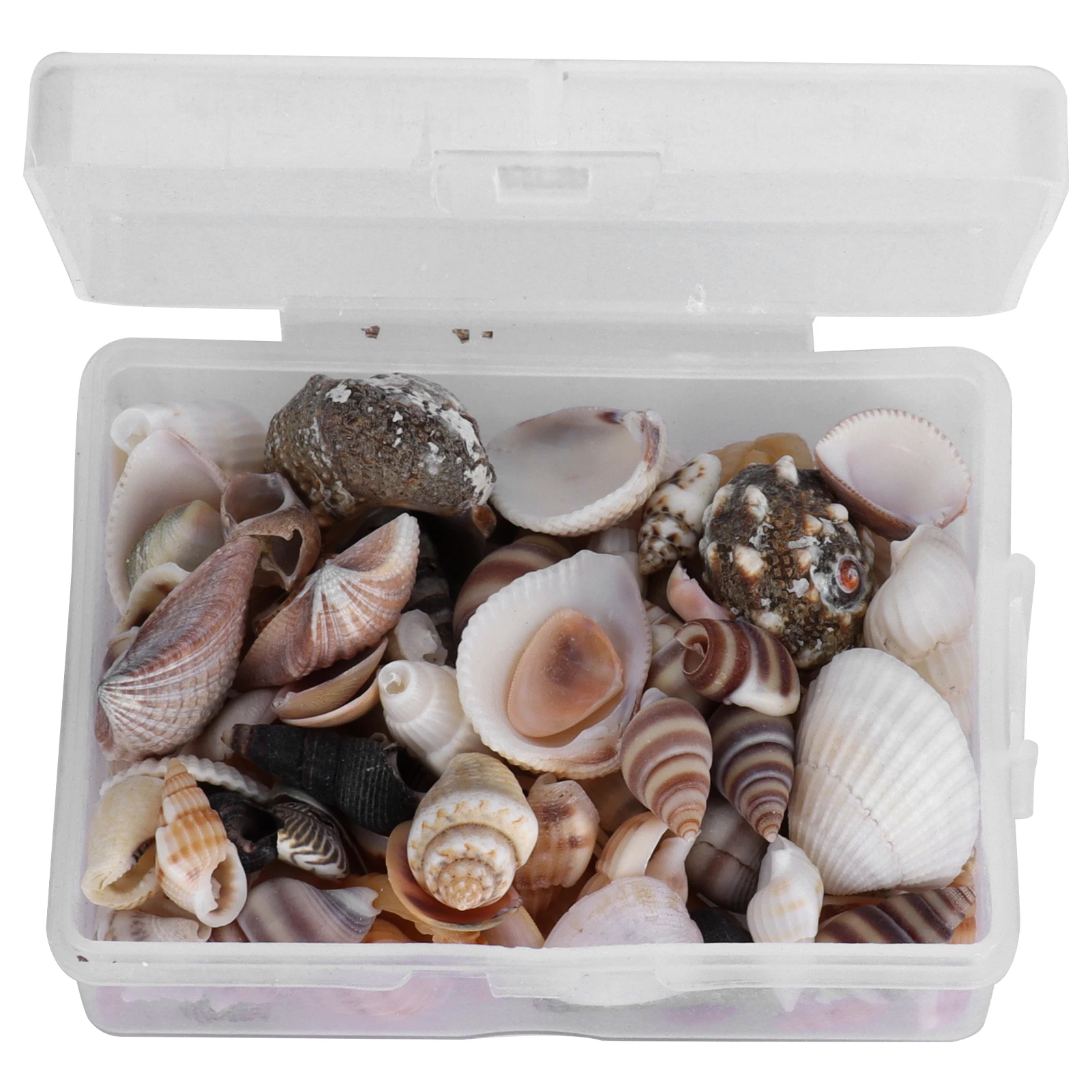 1 Box Mixed ShellSea Snail Set Natural Seashell Conch Beads No Hole For DIY Jewelry Bracelet Necklace Making Accessories Parts