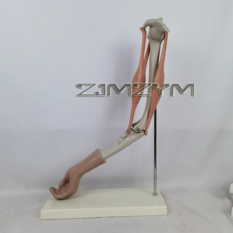Elbow Joint Function Demonstration Model Anatomy Model for Medical Study Elbow Joint and Muscle Function