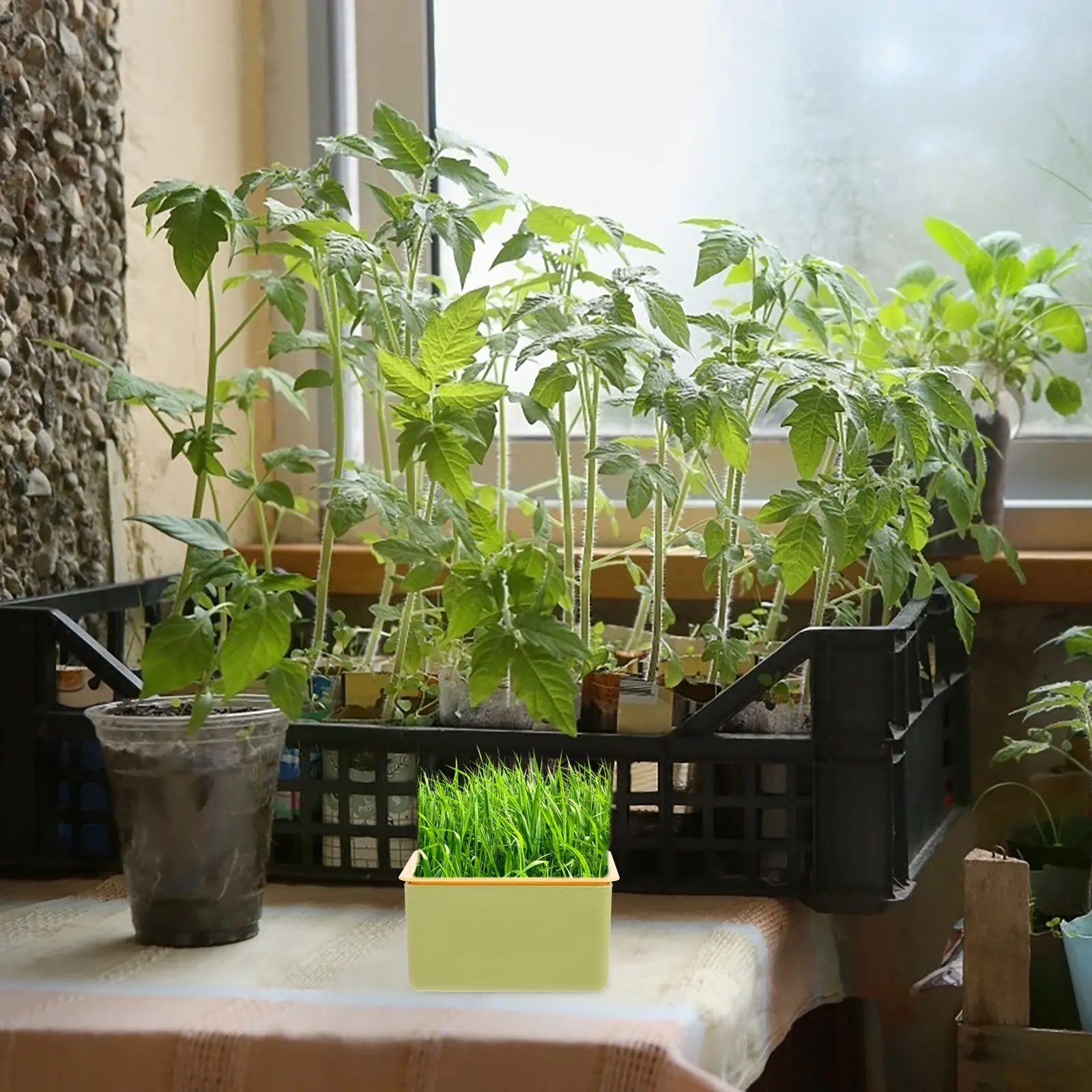 

Cat Grass Planter Hydroponic Soilless Planting Box for Small Size Growing Container Nursery Catnip Treats