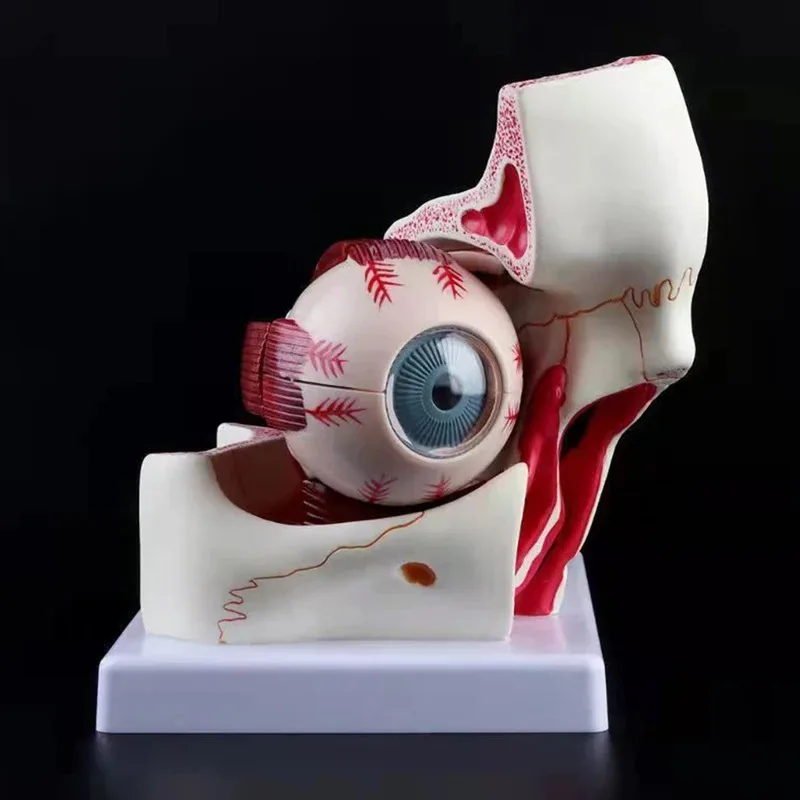 10Parts Anatomy Human Eyeball Orbital Eye Enlargement Model Anatomical  Medical Science Optic Nerve and Muscles