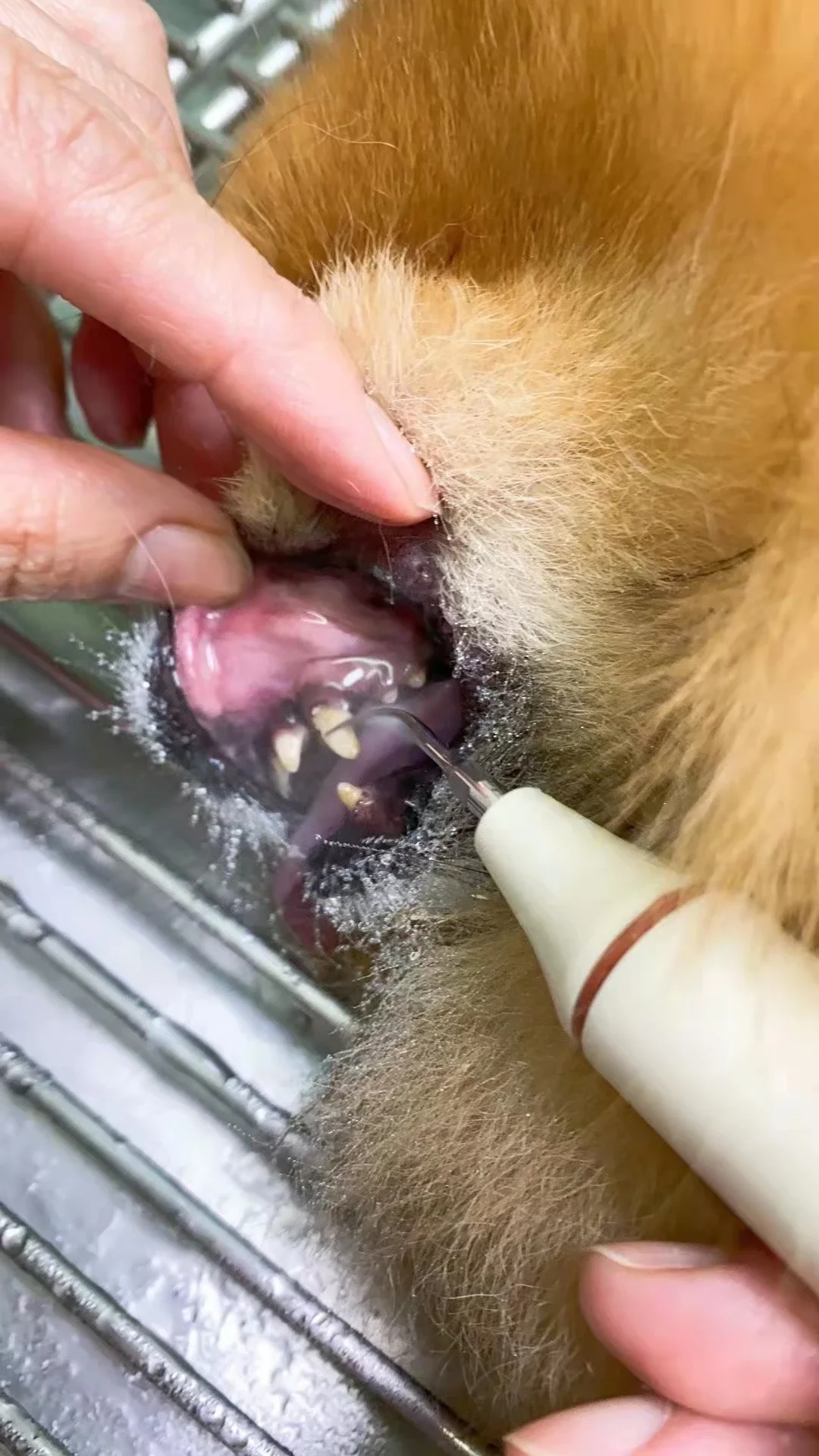 Top Quality Dog Ultrasonic Cleaner Vet Scaler Teeth Cleaning for Veterinary Use