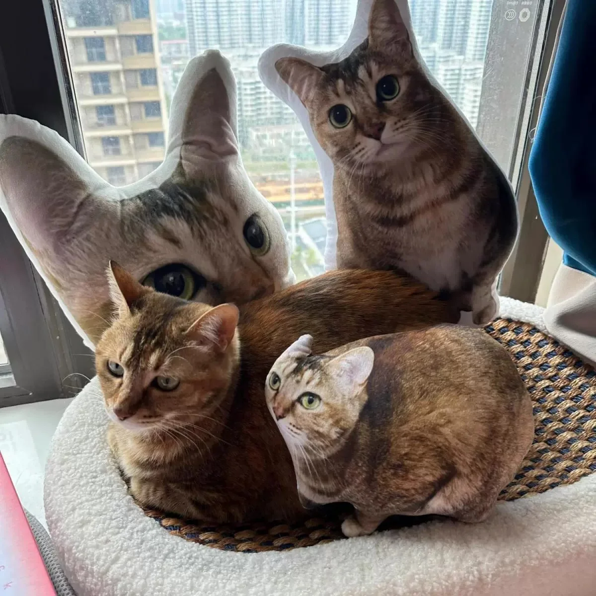 Almohada personalizada con forma de gato