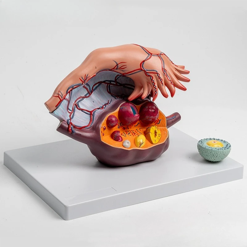 Human female reproductive uterus and ovary anatomical model, gynecological reproductive model