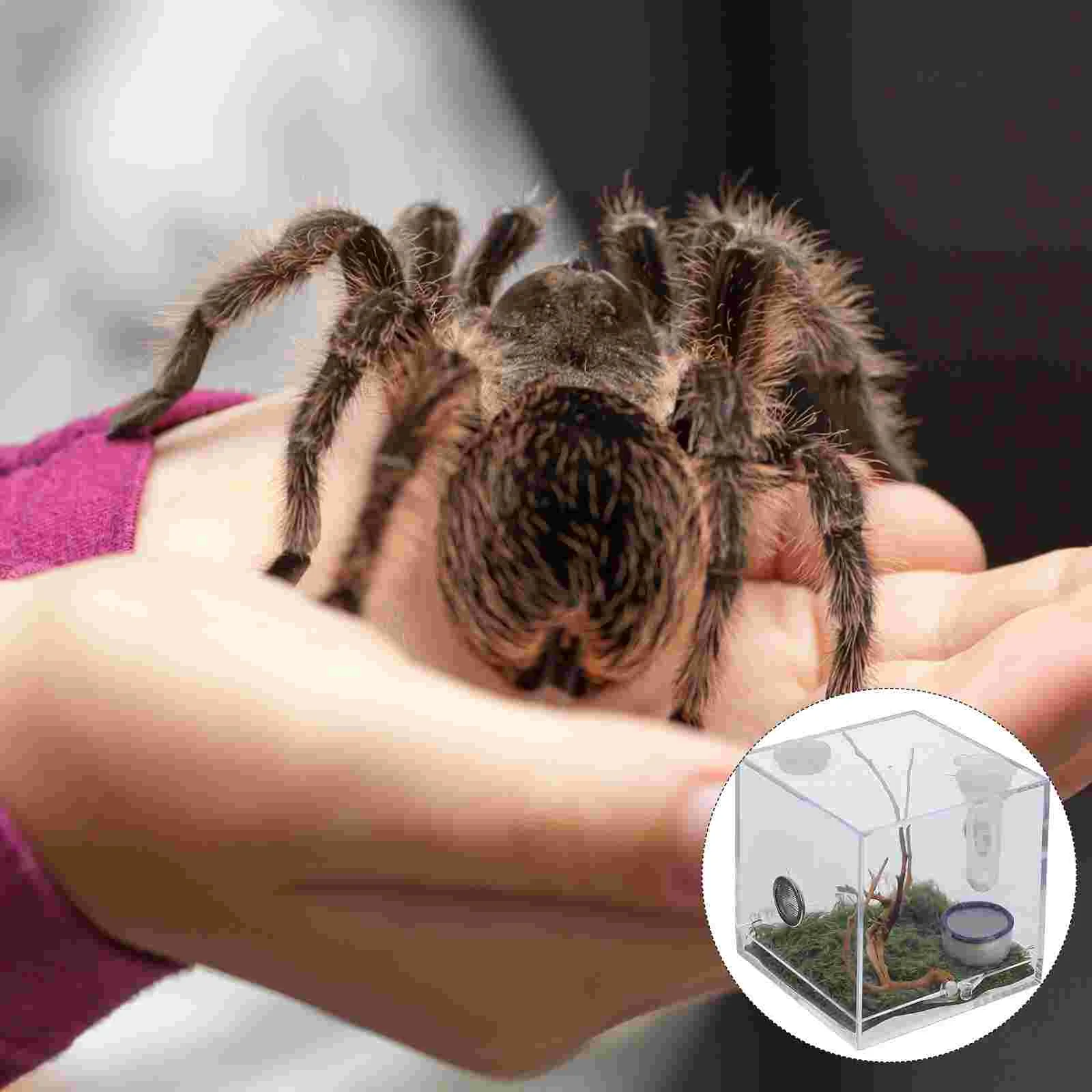 Aranha Acrílica Terrário com Terrário, Recipientes De Vidro Villcase, Reptile Breeding Box, Jumping Spider Enclosure, Pinças conta-gotas, 2 Set