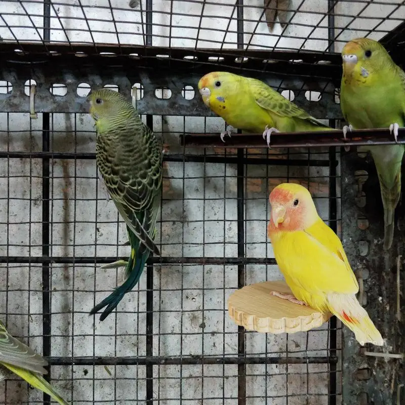 Bird Perches For Cage Budgie Perch Stand Wooden Bird Stands Cage Accessories For Parakeets Conures Cockatiels Budgies Hamster