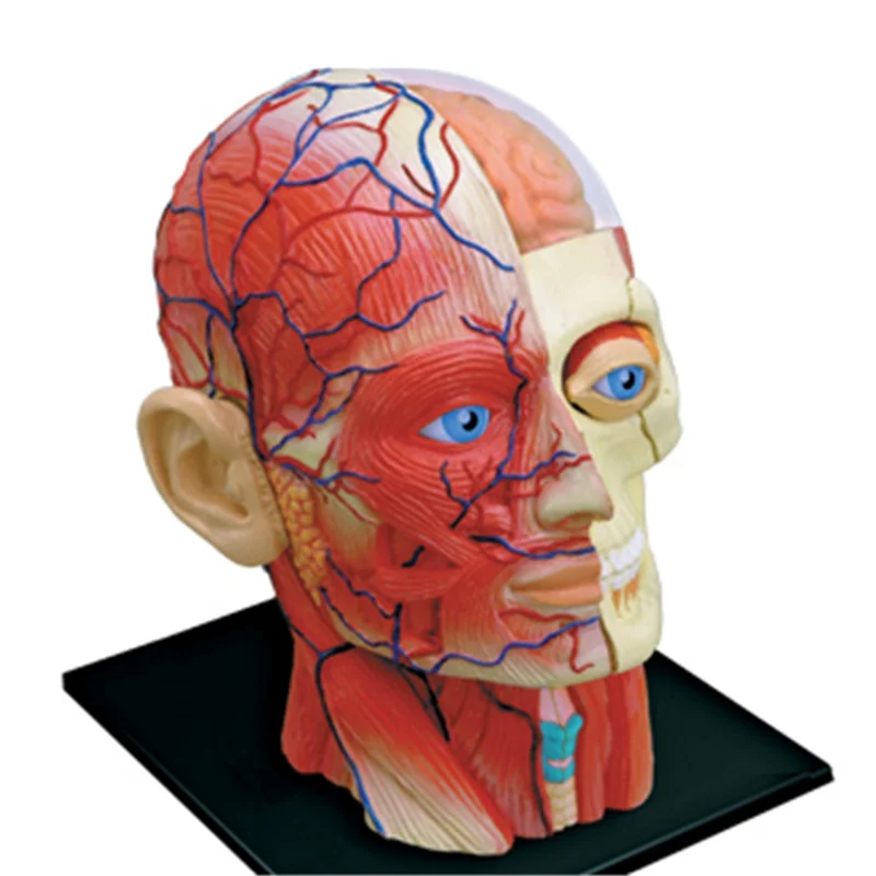 Medical-Torso Human Body Model Education Head Muscles Nerve Organs Model for Student Teaching Study Assembling Model