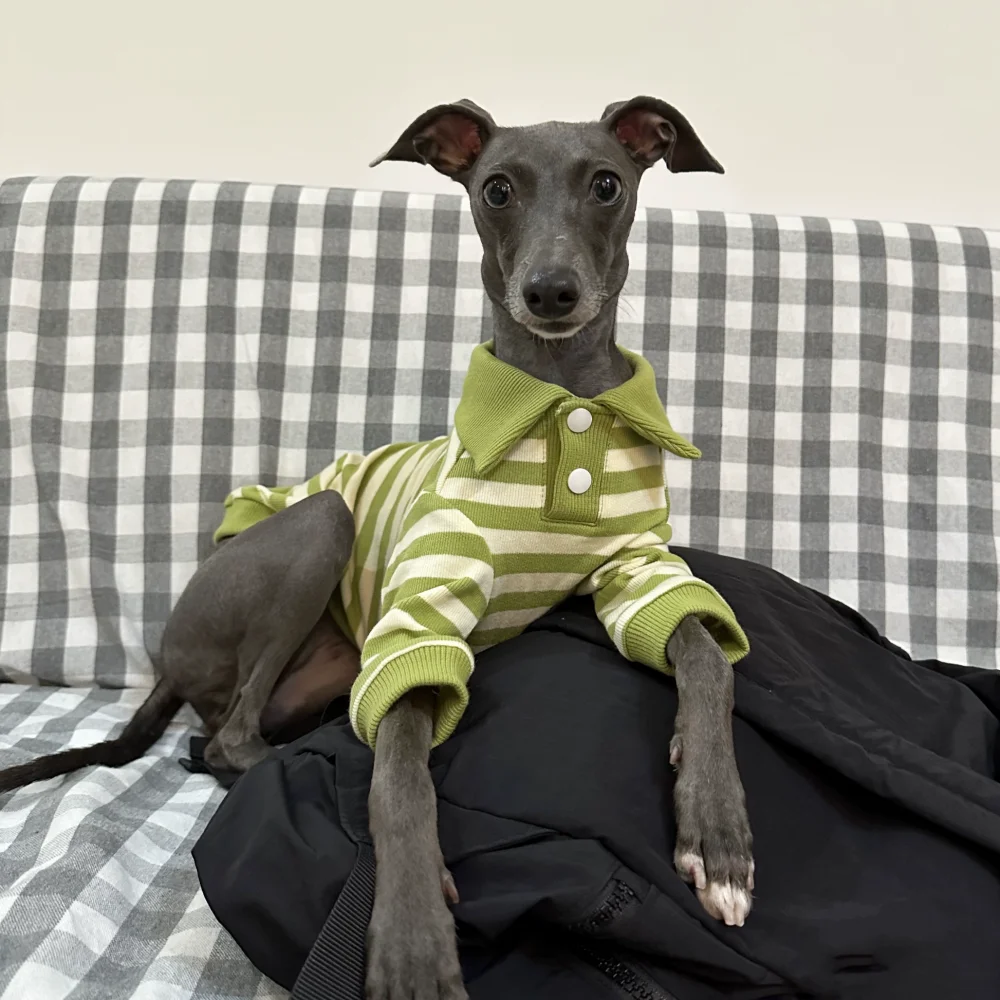 Green Striped Polo Shirt for Dogs in Spring Soft Elastic Cotton Coat for Bedlington Italian Greyhound Soft Loungewear in Autumn view 3