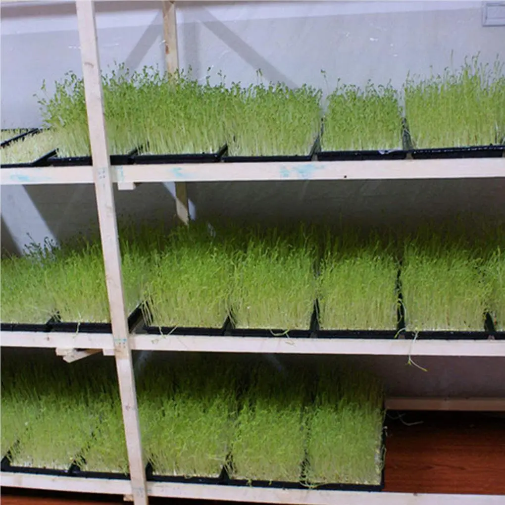 

2pcs Seedling Tray Lightweight Mesh Bottom Seedlings Box Microgreens