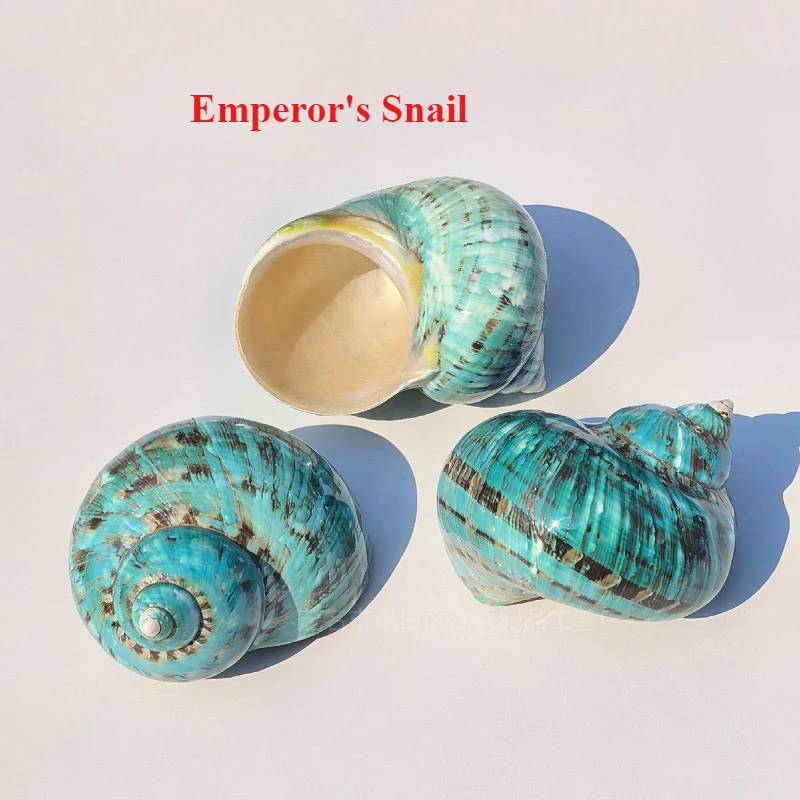 New Emperor Salmon Snail Polished Green Conch Shell Aquarium Fish Tank Landscaping Home Decoration Ornaments Hermit Crab