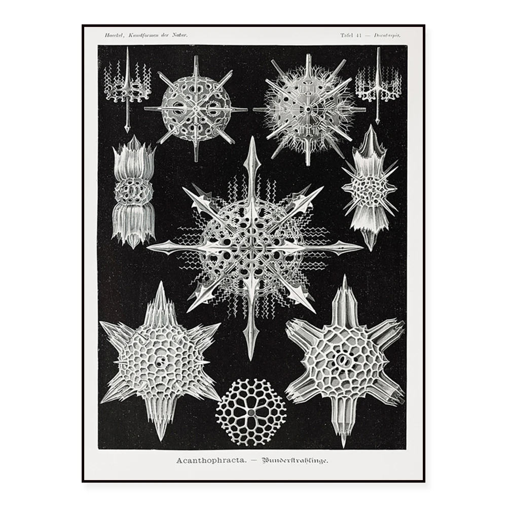 Chaos star print art, nature, sea shells, nautilus, black and white art retro poster, art nouveau decor
